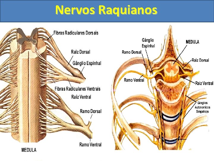 Nervos Raquianos 