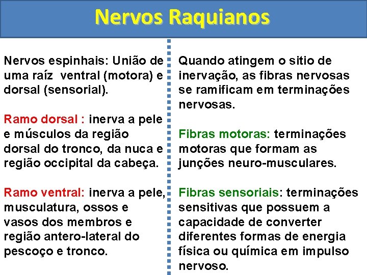 Nervos Raquianos Nervos espinhais: União de uma raíz ventral (motora) e dorsal (sensorial). Ramo
