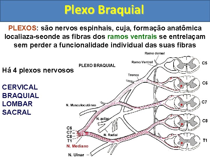 Plexo Braquial PLEXOS: são nervos espinhais, cuja, formação anatômica localiaza-seonde as fibras dos ramos