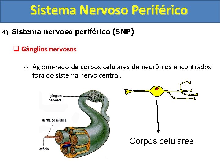 Sistema Nervoso Periférico 4) Sistema nervoso periférico (SNP) q Gânglios nervosos o Aglomerado de