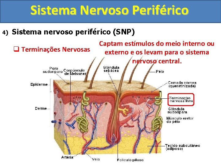 Sistema Nervoso Periférico 4) Sistema nervoso periférico (SNP) q Terminações Nervosas Captam estímulos do