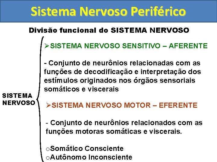 Sistema Nervoso Periférico Divisão funcional do SISTEMA NERVOSO ØSISTEMA NERVOSO SENSITIVO – AFERENTE SISTEMA