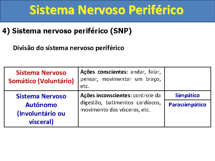 Sistema Nervoso Periférico 4) Sistema nervoso periférico (SNP) Divisão do sistema nervoso periférico Ações