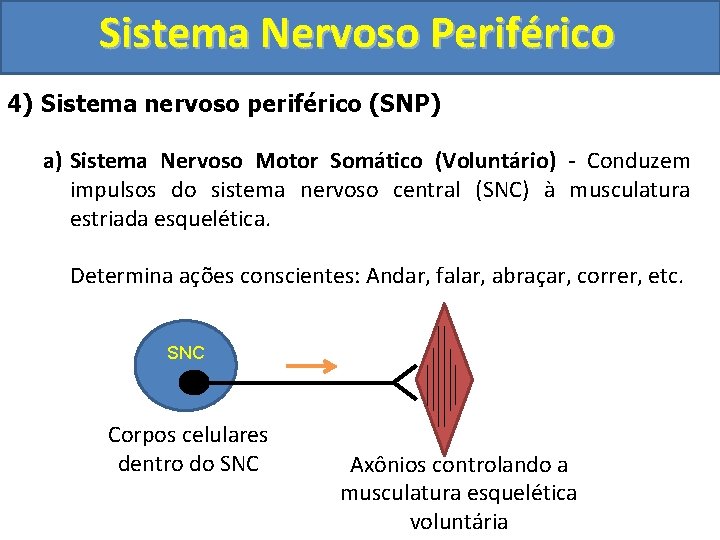 Sistema Nervoso Periférico 4) Sistema nervoso periférico (SNP) a) Sistema Nervoso Motor Somático (Voluntário)