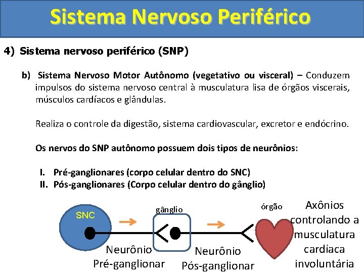 Sistema Nervoso Periférico 4) Sistema nervoso periférico (SNP) b) Sistema Nervoso Motor Autônomo (vegetativo