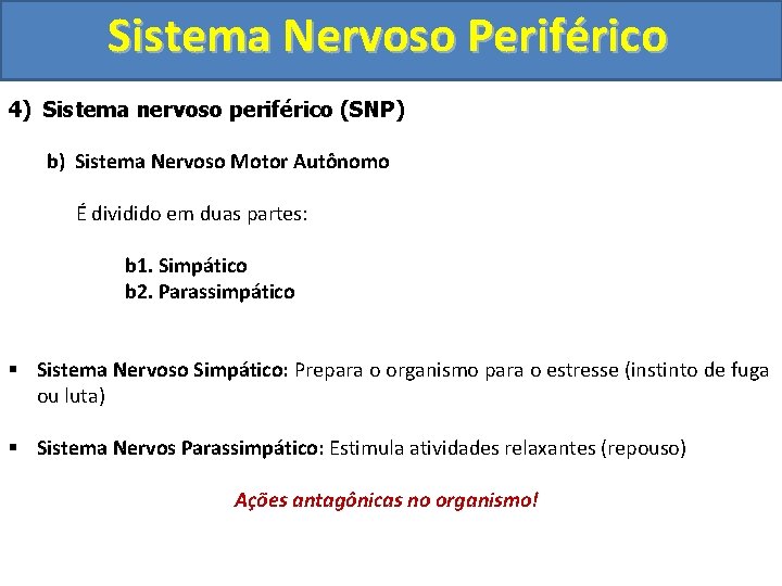Sistema Nervoso Periférico 4) Sistema nervoso periférico (SNP) b) Sistema Nervoso Motor Autônomo É