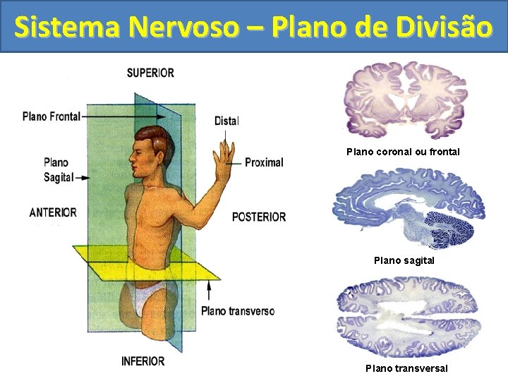 Sistema Nervoso – Plano de Divisão Plano coronal ou frontal Plano sagital Plano transversal