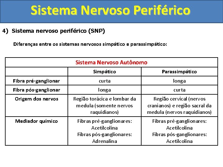 Sistema Nervoso Periférico 4) Sistema nervoso periférico (SNP) Diferenças entre os sistemas nervosos simpático