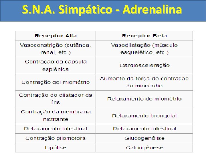 S. N. A. Simpático - Adrenalina 