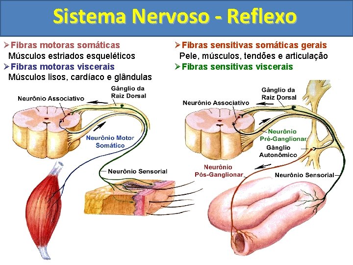 Sistema Nervoso - Reflexo ØFibras motoras somáticas Músculos estriados esqueléticos ØFibras motoras viscerais Músculos