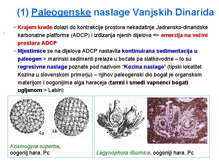 (1) Paleogenske naslage Vanjskih Dinarida p 27 § Krajem krede dolazi do kontrakcije prostora