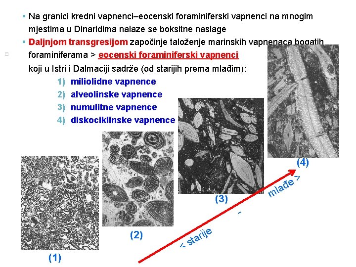 p 29 § Na granici kredni vapnenci–eocenski foraminiferski vapnenci na mnogim mjestima u Dinaridima