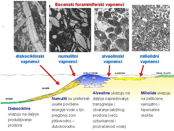 Eocenski foraminiferski vapnenci p 30 diskociklinski vapnenci Diskocikline ukazuju na daljnje produbljivanje prostora. numulitni