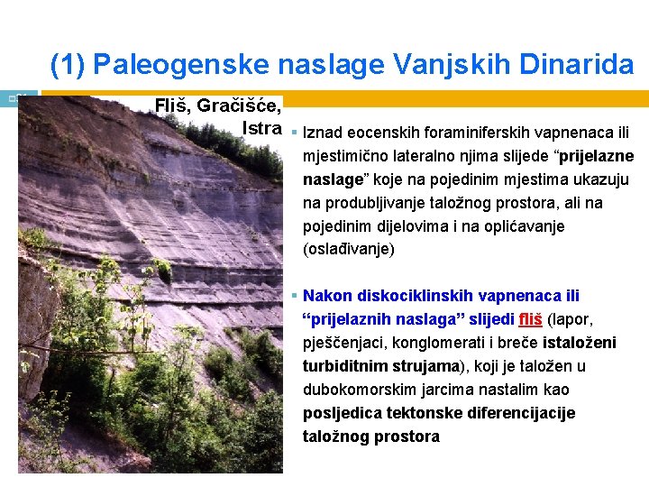 (1) Paleogenske naslage Vanjskih Dinarida p 31 Fliš, Gračišće, Istra § Iznad eocenskih foraminiferskih