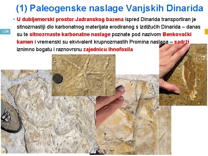(1) Paleogenske naslage Vanjskih Dinarida p 34 § U dubljemorski prostor Jadranskog bazena ispred