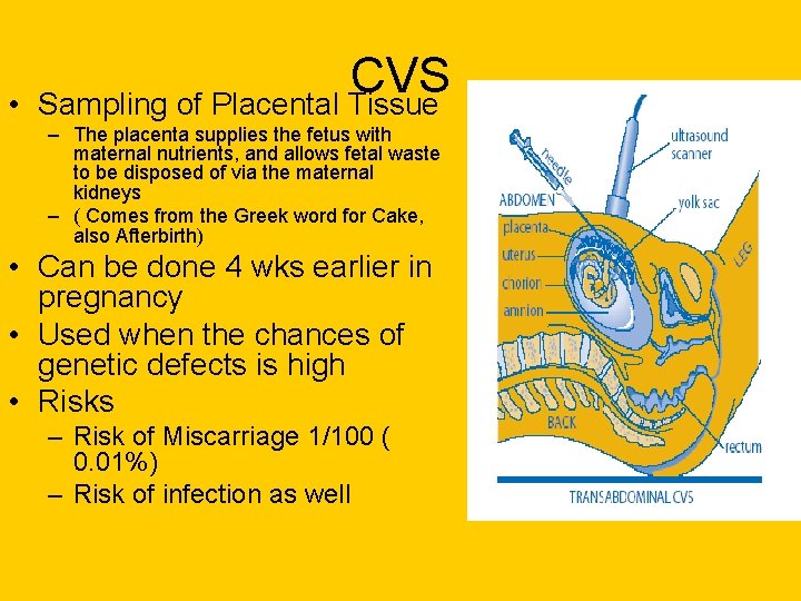 • CVS Sampling of Placental Tissue – The placenta supplies the fetus with • CVS Sampling of Placental Tissue – The placenta supplies the fetus with