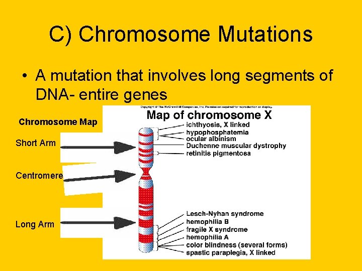 C) Chromosome Mutations • A mutation that involves long segments of DNA- entire genes C) Chromosome Mutations • A mutation that involves long segments of DNA- entire genes