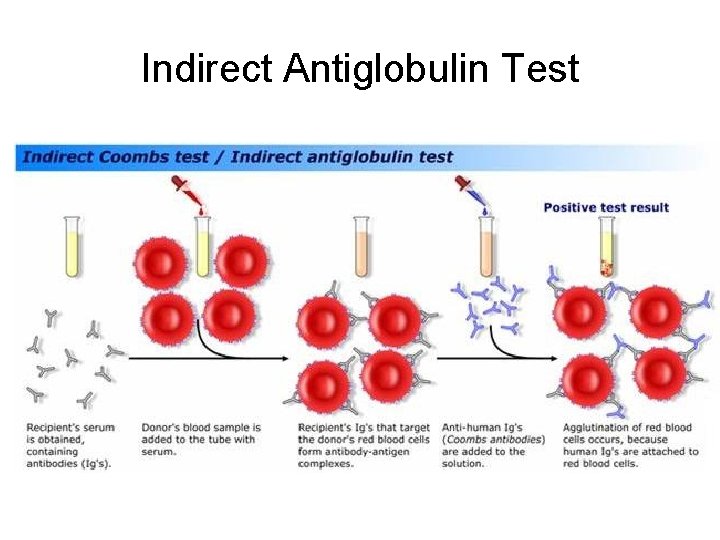 Indirect Antiglobulin Test 