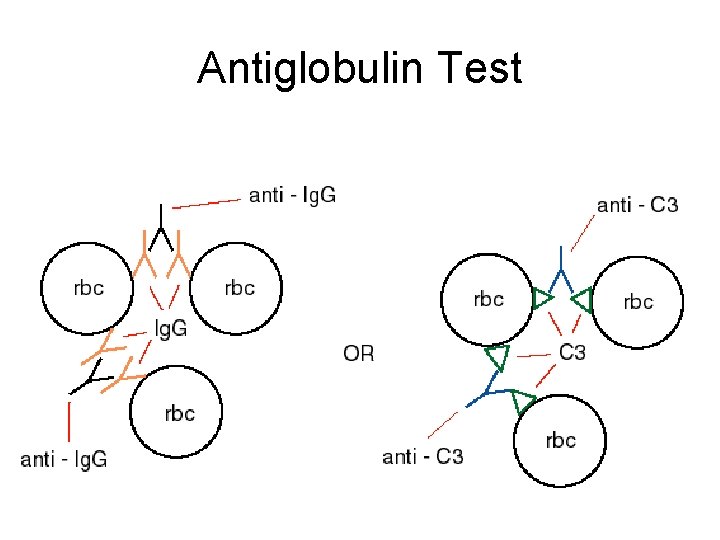 Antiglobulin Test 