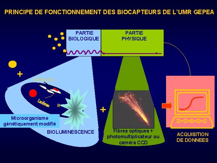 PRINCIPE DE FONCTIONNEMENT DES BIOCAPTEURS DE L’UMR GEPEA PARTIE BIOLOGIQUE + PARTIE PHYSIQUE Gènes