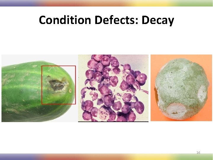 Condition Defects: Decay 16 
