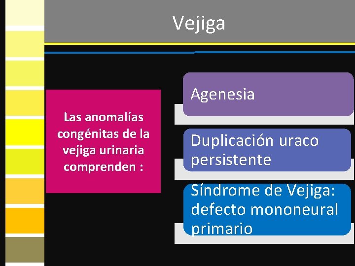 Vejiga Agenesia Las anomalías congénitas de la vejiga urinaria comprenden : Duplicación uraco persistente