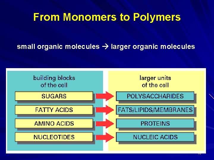 From Monomers to Polymers small organic molecules larger organic molecules 10 