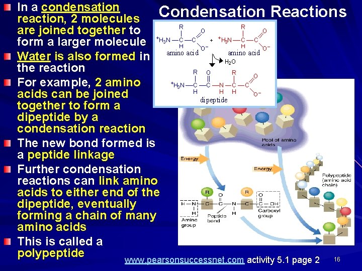In a condensation Condensation Reactions reaction, 2 molecules are joined together to form a