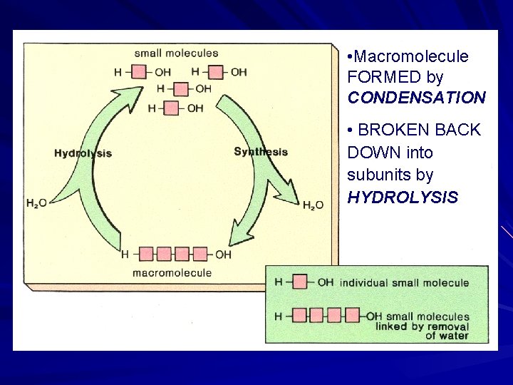  • Macromolecule FORMED by CONDENSATION • BROKEN BACK DOWN into subunits by HYDROLYSIS