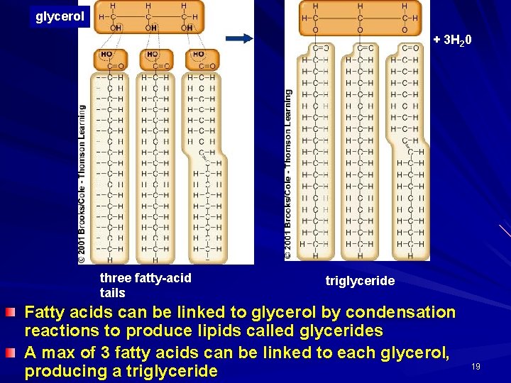 glycerol + 3 H 20 three fatty-acid tails triglyceride Fatty acids can be linked