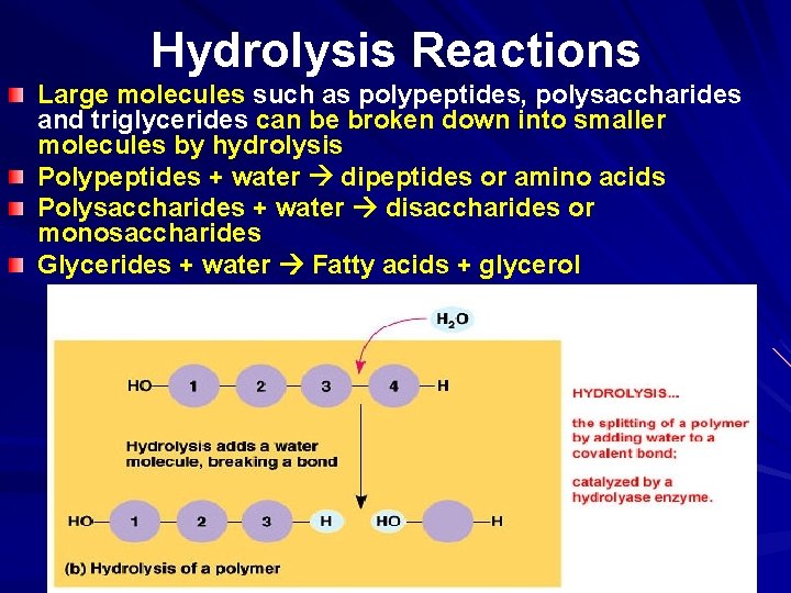 Hydrolysis Reactions Large molecules such as polypeptides, polysaccharides and triglycerides can be broken down