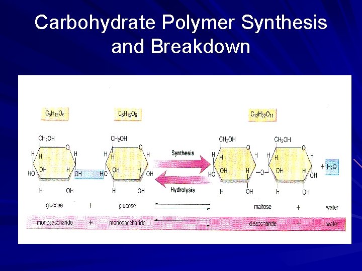 Carbohydrate Polymer Synthesis and Breakdown 