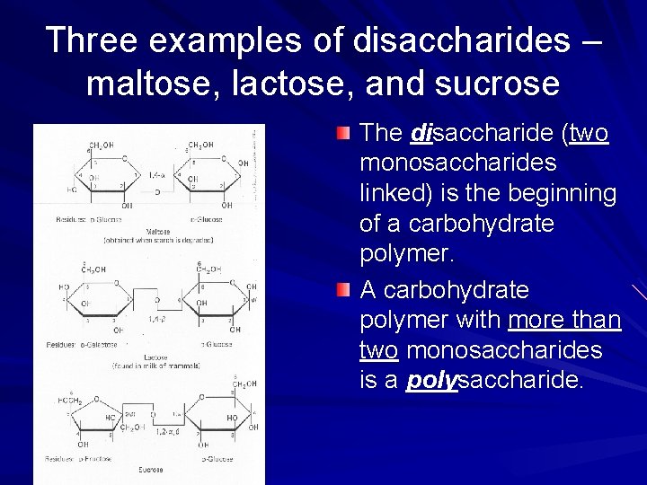 Three examples of disaccharides – maltose, lactose, and sucrose The disaccharide (two monosaccharides linked)