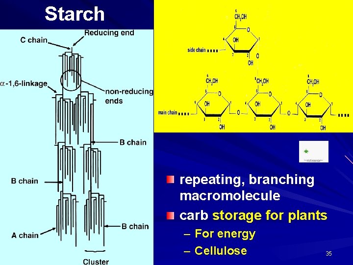 Starch repeating, branching macromolecule carb storage for plants – For energy – Cellulose 35