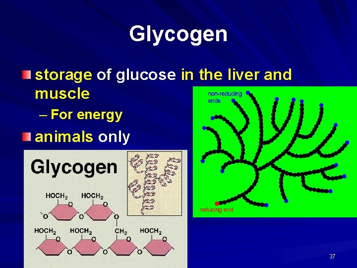 Glycogen storage of glucose in the liver and muscle – For energy animals only