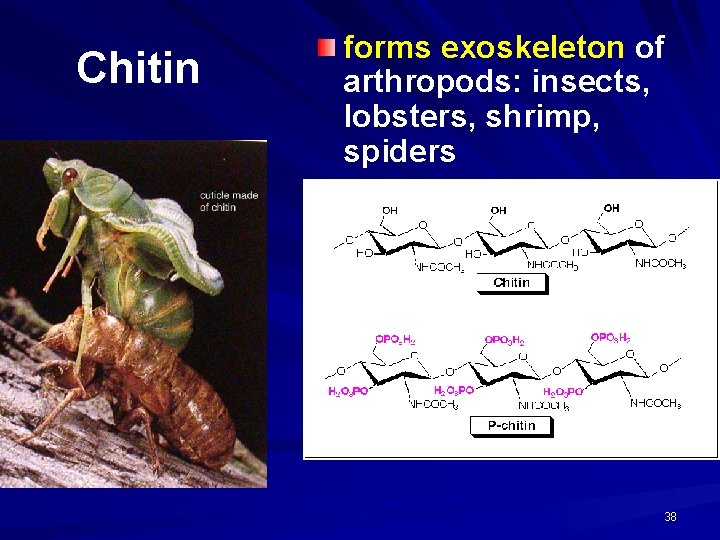 Chitin forms exoskeleton of arthropods: insects, lobsters, shrimp, spiders 38 