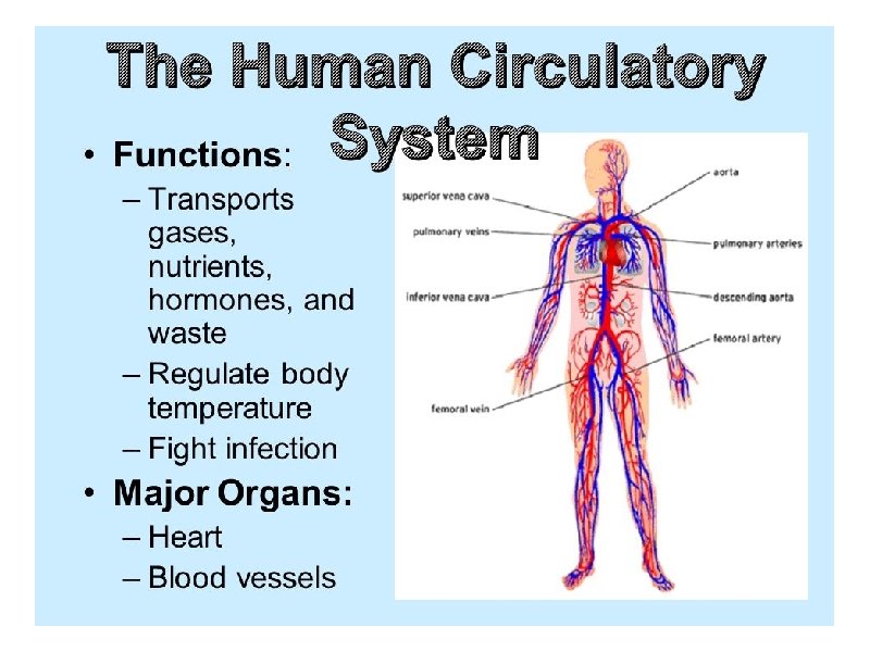 Function of Cardiovascular System 