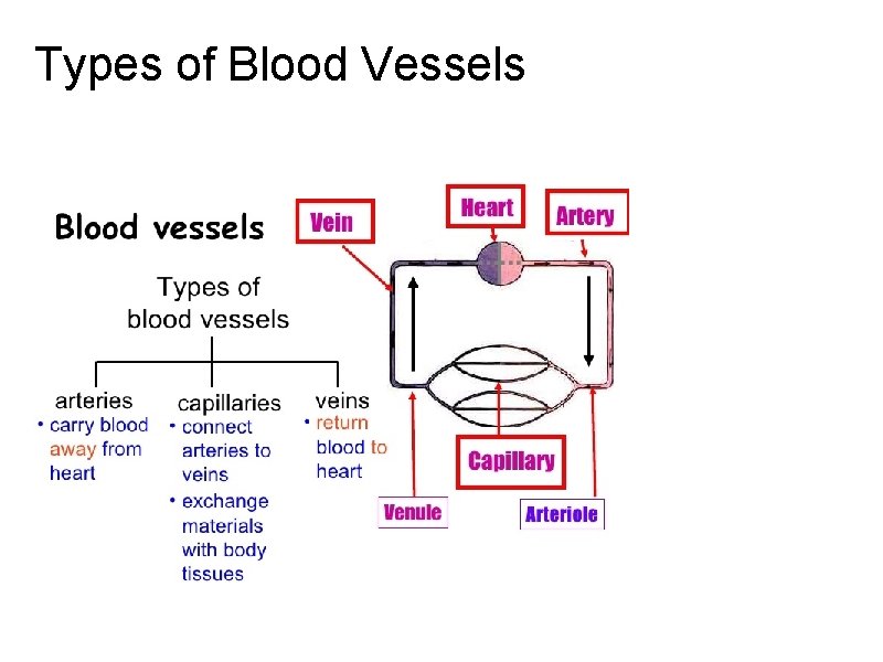 Types of Blood Vessels 