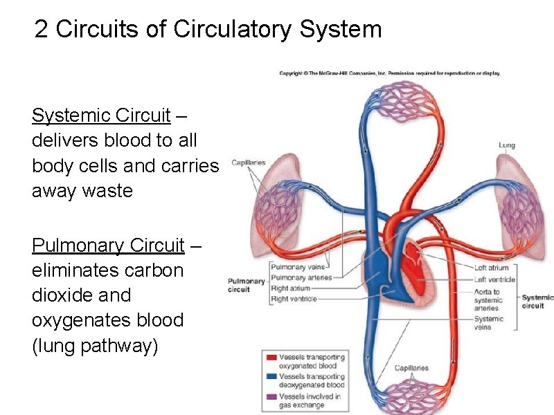 2 Circuits of Circulatory Systemic Circuit – delivers blood to all body cells and