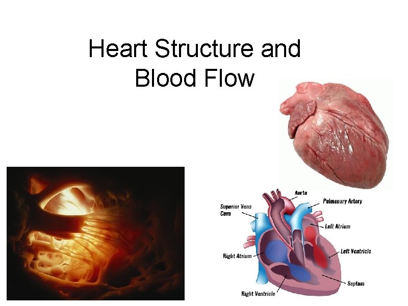 Heart Structure and Blood Flow 