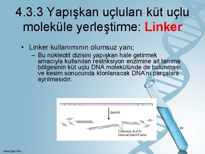 4. 3. 3 Yapışkan uçluları küt uçlu moleküle yerleştirme: Linker • Linker kullanımının olumsuz