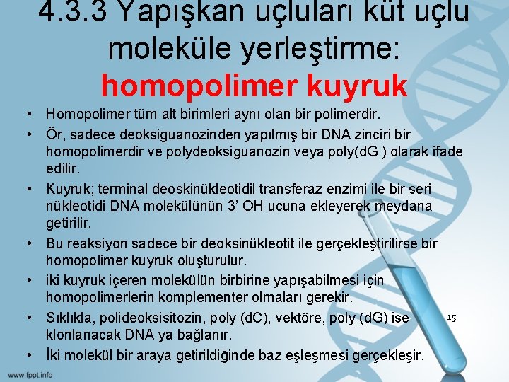 4. 3. 3 Yapışkan uçluları küt uçlu moleküle yerleştirme: homopolimer kuyruk • Homopolimer tüm