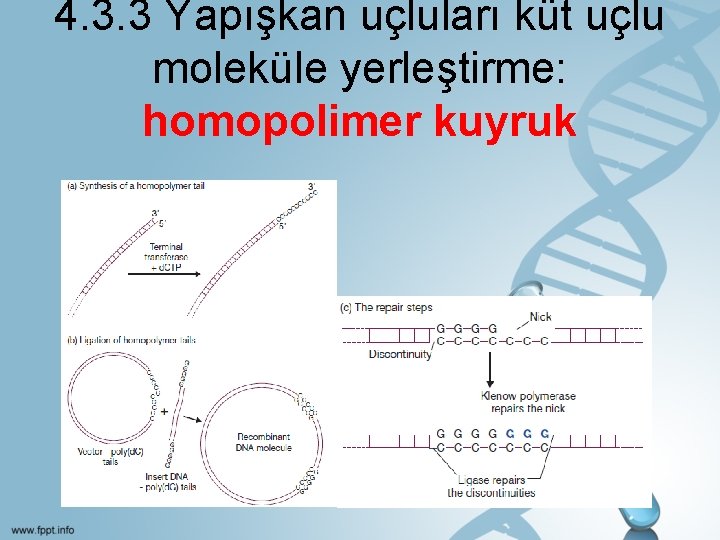 4. 3. 3 Yapışkan uçluları küt uçlu moleküle yerleştirme: homopolimer kuyruk 16 