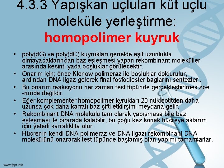 4. 3. 3 Yapışkan uçluları küt uçlu moleküle yerleştirme: homopolimer kuyruk • poly(d. G)