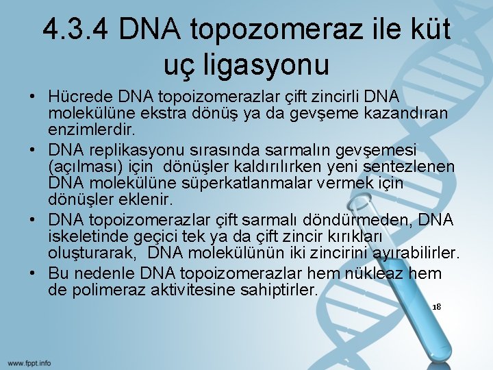 4. 3. 4 DNA topozomeraz ile küt uç ligasyonu • Hücrede DNA topoizomerazlar çift