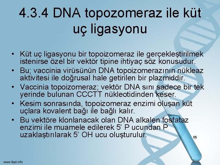 4. 3. 4 DNA topozomeraz ile küt uç ligasyonu • Küt uç ligasyonu bir
