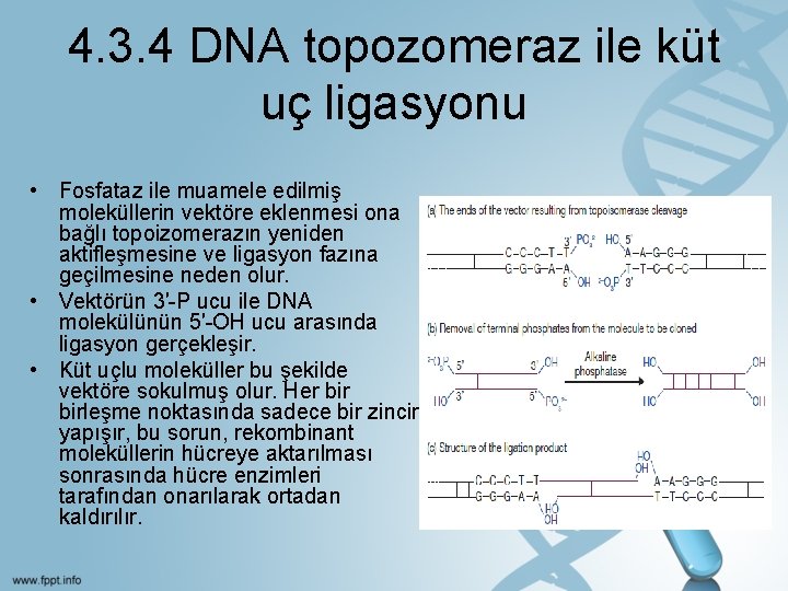 4. 3. 4 DNA topozomeraz ile küt uç ligasyonu • Fosfataz ile muamele edilmiş