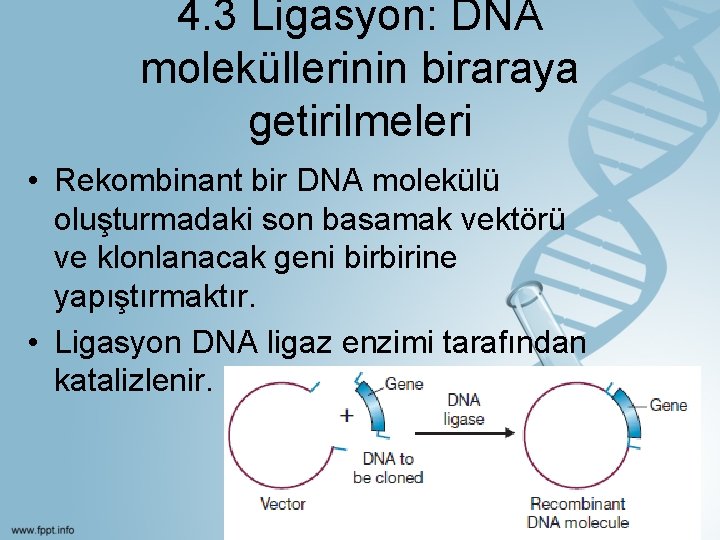 4. 3 Ligasyon: DNA moleküllerinin biraraya getirilmeleri • Rekombinant bir DNA molekülü oluşturmadaki son