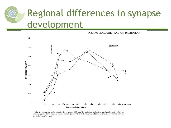 Regional differences in synapse development 
