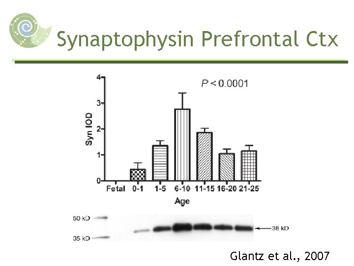 Synaptophysin Prefrontal Ctx Glantz et al. , 2007 